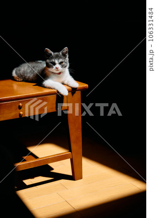 光があたる子猫 光があたる子猫 106331484