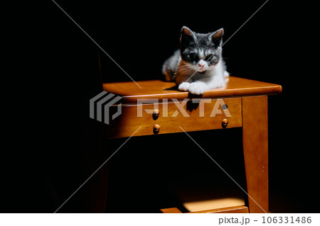 光があたる子猫 106331486