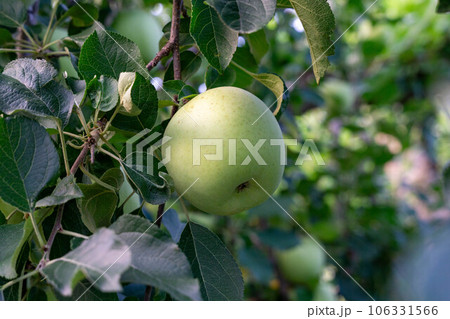 木に実るリンゴ 106331566