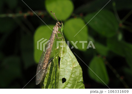 ウスバカゲロウの一種 106331609