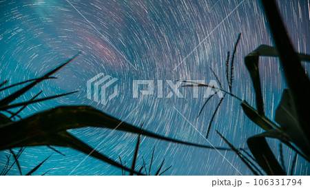 Star Trails Timelapse. 4k Night Starry Sky Glowing Milky Way Stars And Meteoric Track Trails Above Maize Corn Field In Summer Agricultural Season Cornfield. Spin Trails Of Stars Above Maize Corn Field Star Trails Timelapse. 4k Night Starry Sky Glowing Milky Way Stars And Meteoric Track Trails Above Maize Corn Field In Summer Agricultural Season Cornfield. Spin Trails Of Stars Above Maize Corn Field 106331794