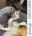 二度寝する猫 106331800