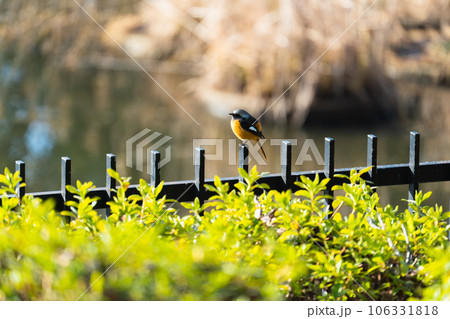 策で一休みするジョウビタキの雄 106331818