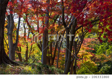 晩秋の東京港区 紅葉の芝公園もみじ谷 晩秋の東京港区 紅葉の芝公園もみじ谷 106331860