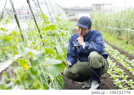野菜を育てる農業従事者 106332776