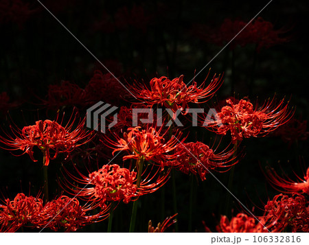 赤い彼岸花 106332816