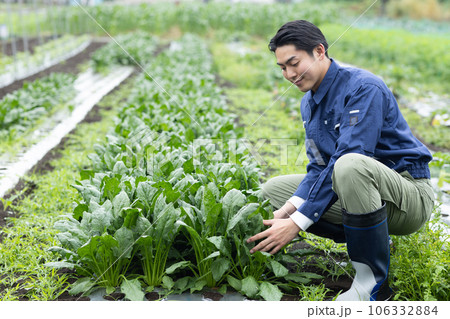 野菜を育てる農業従事者 野菜を育てる農業従事者 106332884