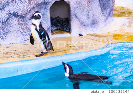 上野動物園のペンギン 106333144
