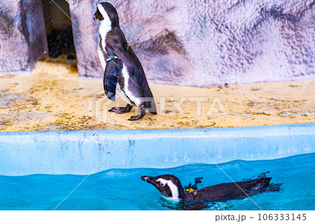 上野動物園のペンギン 上野動物園のペンギン 106333145