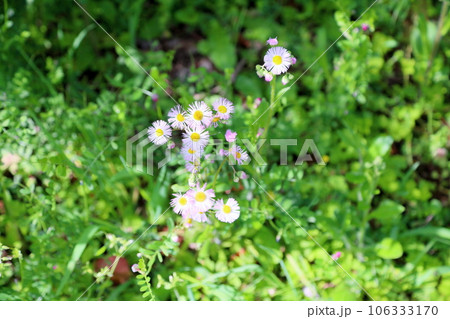 ハルジオンの花 ハルジオンの花 106333170
