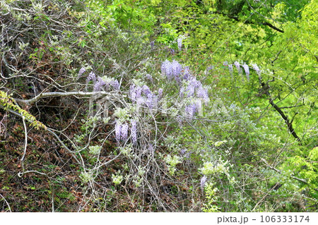 山のフジの花 106333174