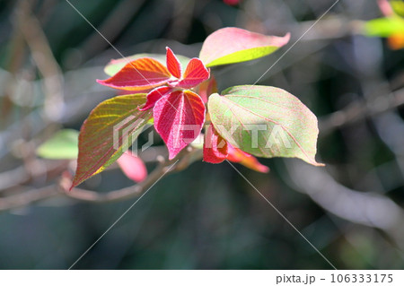 アカメガシワの若葉 アカメガシワの若葉 106333175