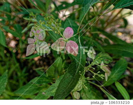 生薬アマチャ原料　アジサイ科アマギアマチャ 106333210