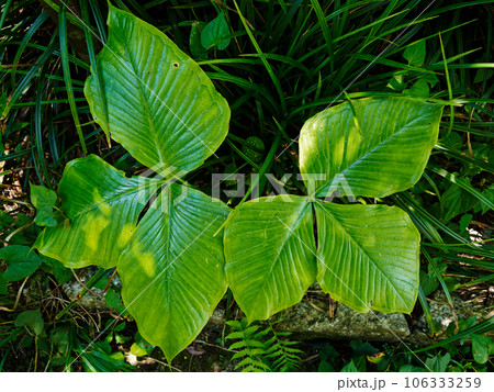 サトイモ科ムサシアブミの大きい葉 106333259
