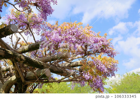 フジの花 フジの花 106333345