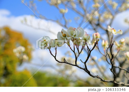 ハナミズキの花 ハナミズキの花 106333346