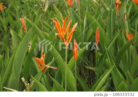 Orange Heliconia flower plant on farm 106333532