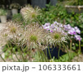 ヒロハオキナグサ 106333661