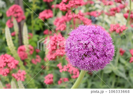 綺麗なアリウム 綺麗なアリウム 106333668