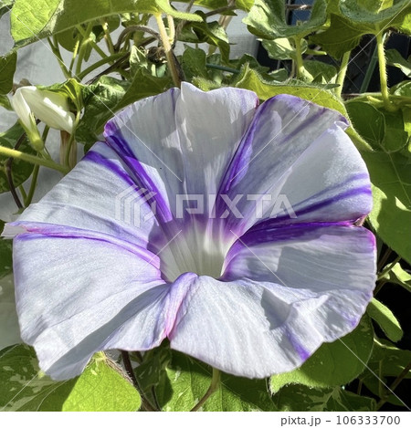 あさがおの花びら 106333700