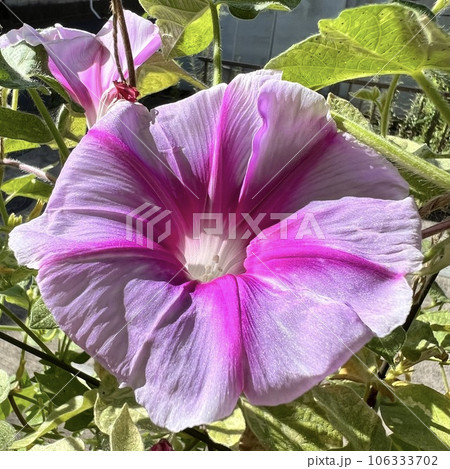あさがおの花びら あさがおの花びら 106333702
