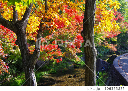美しい庭園の紅葉【風景・季節素材】 106333825