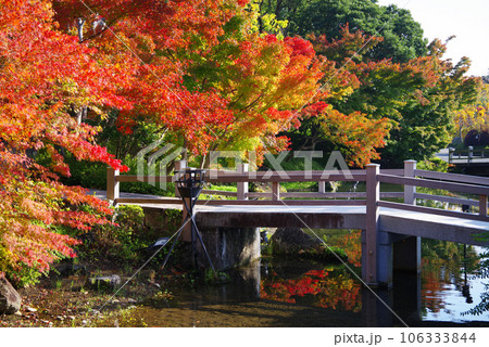 美しい庭園の紅葉【風景・季節素材】 美しい庭園の紅葉【風景・季節素材】 106333844