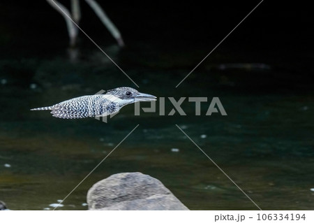 清らかな渓流をバックに颯爽と飛ぶヤマセミ 106334194