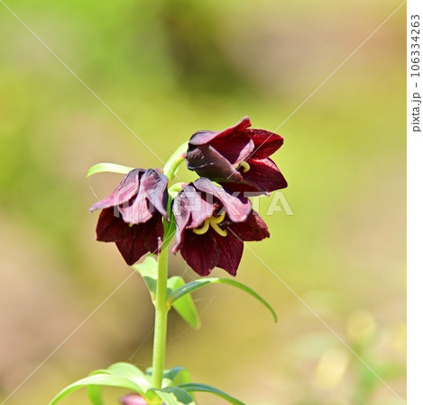 黒百合の花 黒百合の花 106334263