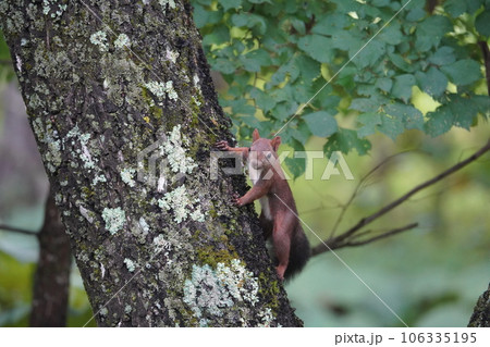 栗色の夏毛が可愛いエゾリス 栗色の夏毛が可愛いエゾリス 106335195