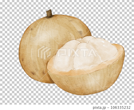 santol fruit   watercolor illustration isolated element 106335232