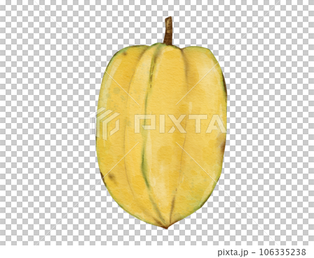 starfruit fruit   watercolor illustration isolated element 106335238