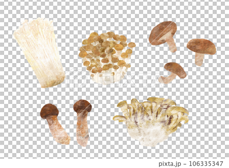 Mushroom ingredients hand-drawn illustration Mushroom ingredients hand-drawn illustration 106335347