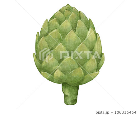 artichoke watercolor illustration isolated element 106335454