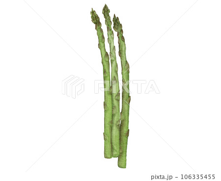 asparagus watercolor illustration isolated element 106335455