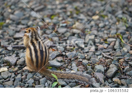 背中の縞は五本です♪可愛いシマリス 背中の縞は五本です♪可愛いシマリス 106335582