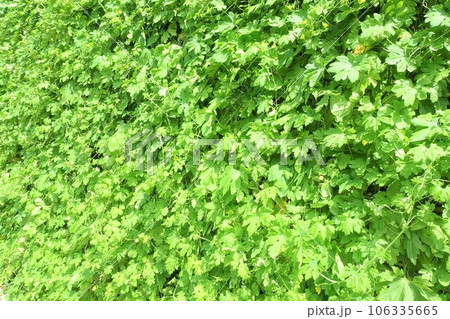 夏の日差しを遮るゴーヤの葉でできた緑のカーテン 106335665