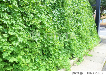 夏の日差しを遮るゴーヤの葉でできた緑のカーテン 106335667