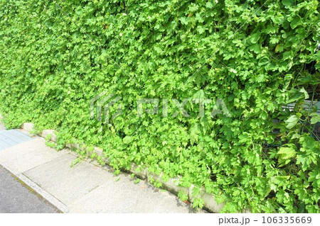 夏の日差しを遮るゴーヤの葉でできた緑のカーテン 夏の日差しを遮るゴーヤの葉でできた緑のカーテン 106335669
