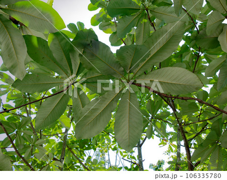 モクレン科ホオノキの大きい葉 モクレン科ホオノキの大きい葉 106335780