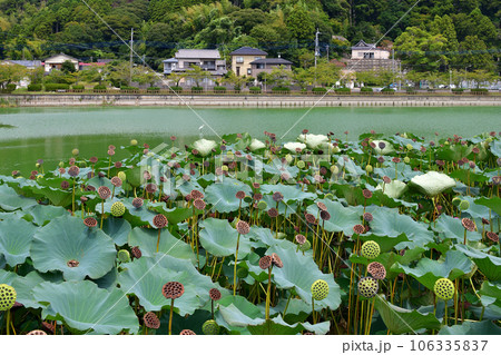 八鶴湖　千葉県東金市 106335837