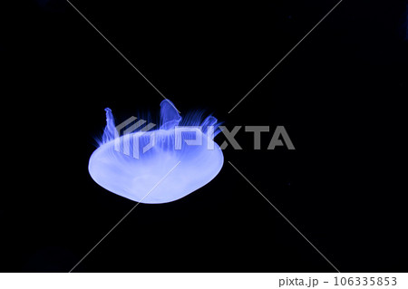 水中を優雅に浮遊する輝くクラゲたち 106335853