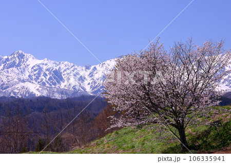長野県上水内郡小川村稲丘 小川アルプスライン沿いの一本桜と冠雪した北アルプス山脈の景色 長野県上水内郡小川村稲丘 小川アルプスライン沿いの一本桜と冠雪した北アルプス山脈の景色 106335941