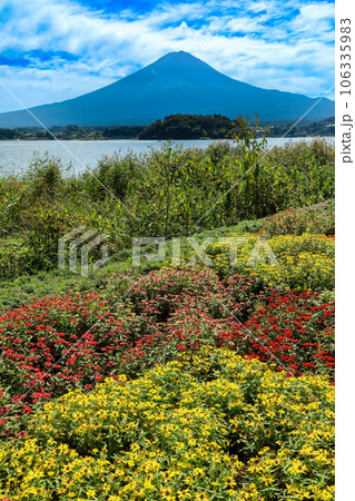 花いっぱいの秋の河口湖大石公園と富士山　山梨県河口湖町 106335983