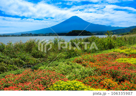 花いっぱいの秋の河口湖大石公園と富士山　山梨県河口湖町 106335987
