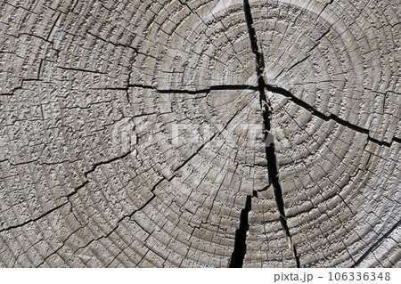 ヒビの入った木の年輪 106336348