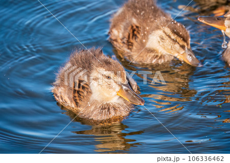 Cute little duckling swimming alone in a lake or river with calm water Cute little duckling swimming alone in a lake or river with calm water 106336462