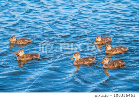 Cute little duckling swimming alone in a lake or river with calm water Cute little duckling swimming alone in a lake or river with calm water 106336463