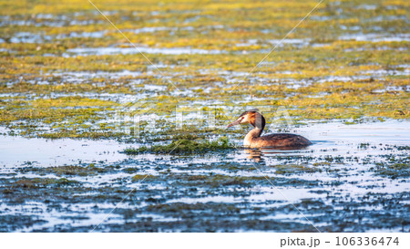 The waterfowl bird Great Crested Grebe swimming in the calm lake 106336474