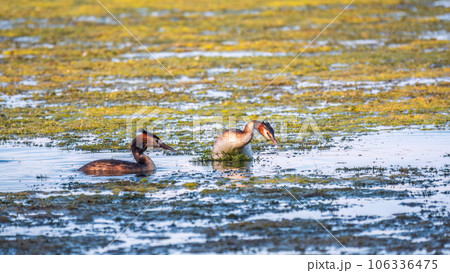 Two waterfowl birds Great Crested Grebes swim in the lake 106336475